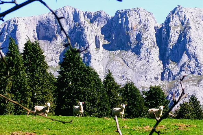 Ovejas serqgio quero urkiola